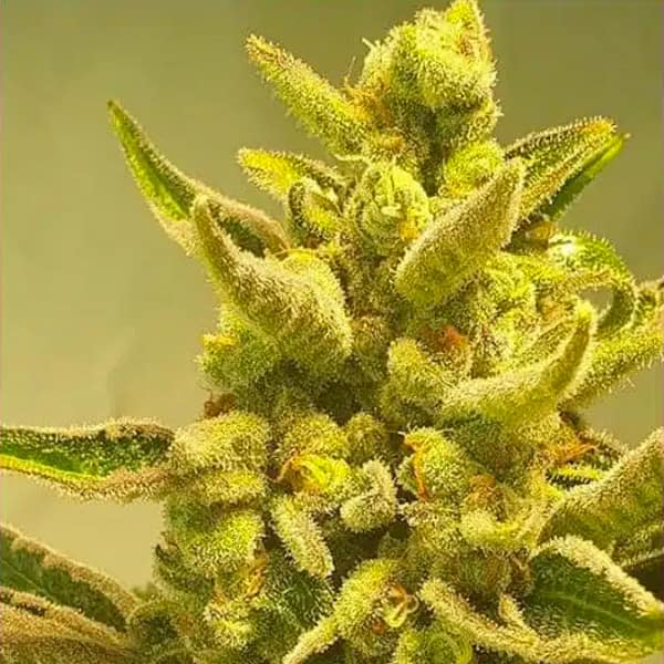 Supa Choopz > Zmoothiez | Feminisierte Hanfsamen  |  Indica